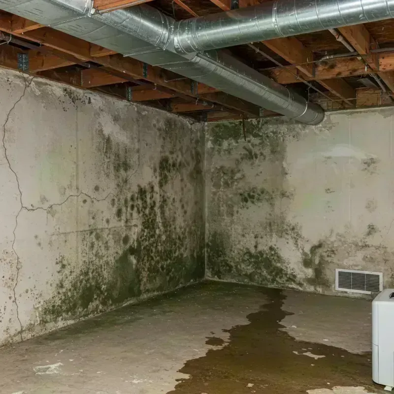 Professional Mold Removal in Fort Leonard Wood, MO